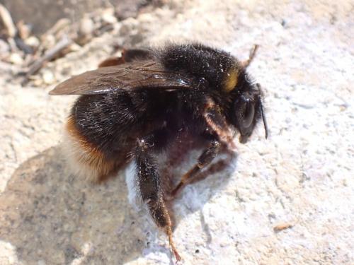 Bombus soroeensis soroeensis